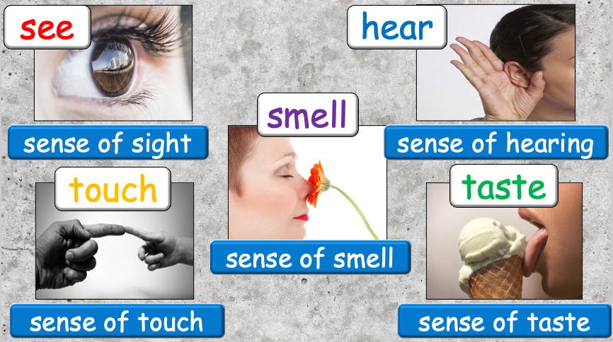 Grade 4 - ESL Lesson - Our Five Senses - PowerPoint Lesson