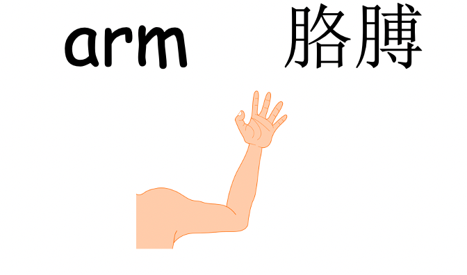 Grade 2-3 - ESL Lesson - Body Parts / Adjectives - PowerPoint Lesson