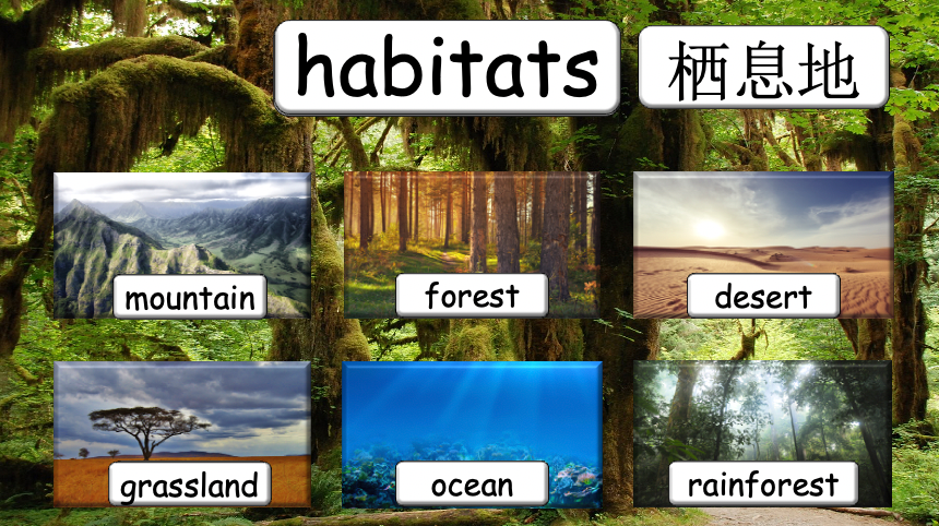 Grade 3-4 - ESL Lesson - Habitats and Wild Animals - Part 1
