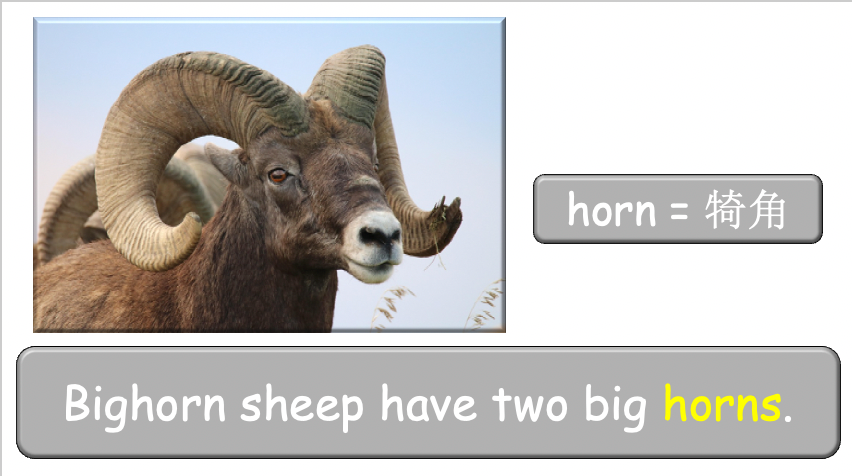 Grade 3-4 - ESL Lesson - Habitats and Wild Animals - Part 2