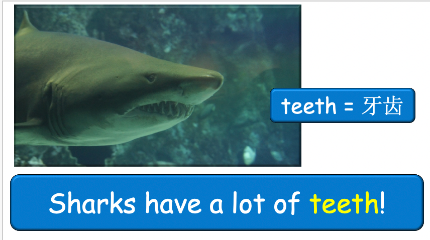 Grade 3-4 - ESL Lesson - Habitats and Wild Animals - Part 2