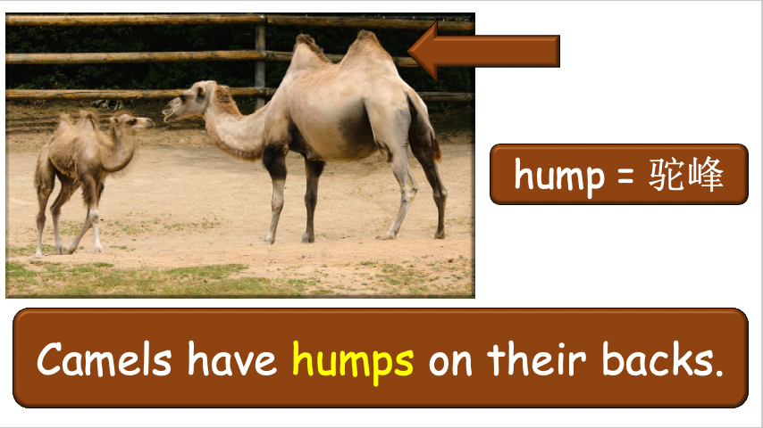 Grade 3-4 - ESL Lesson - Habitats and Wild Animals - Part 2