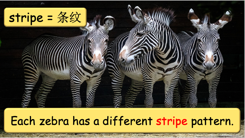 Grade 3-4 - ESL Lesson - Habitats and Wild Animals - Part 2