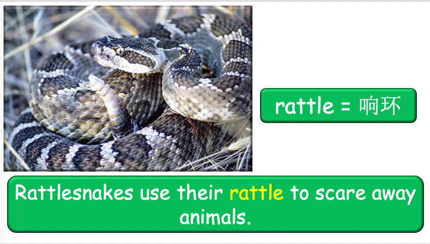 Grade 3-4 - ESL Lesson - Habitats and Wild Animals - Part 2