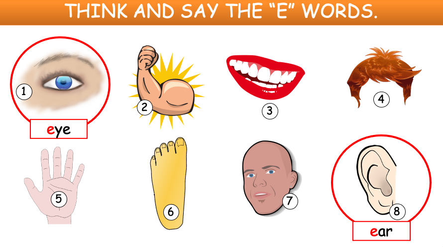 Grade 1 - Semester 1 - Week 10 - My Body 1 - ESL PowerPoint Lesson