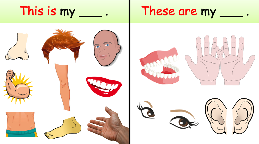 Grade 1 - Semester 1 - Week 10 - My Body 1 - ESL PowerPoint Lesson