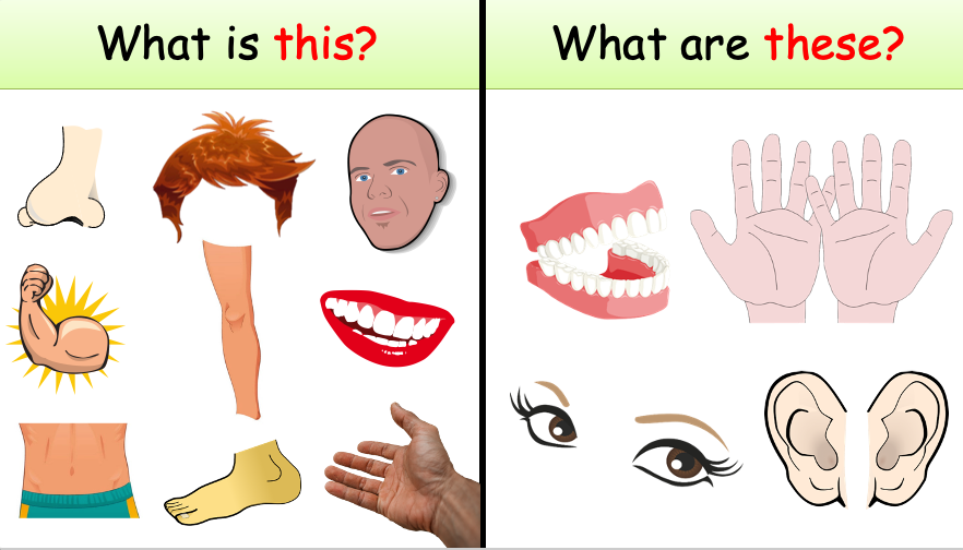 Grade 1 - Semester 1 - Week 11 - My Body 2 - ESL PowerPoint Lesson