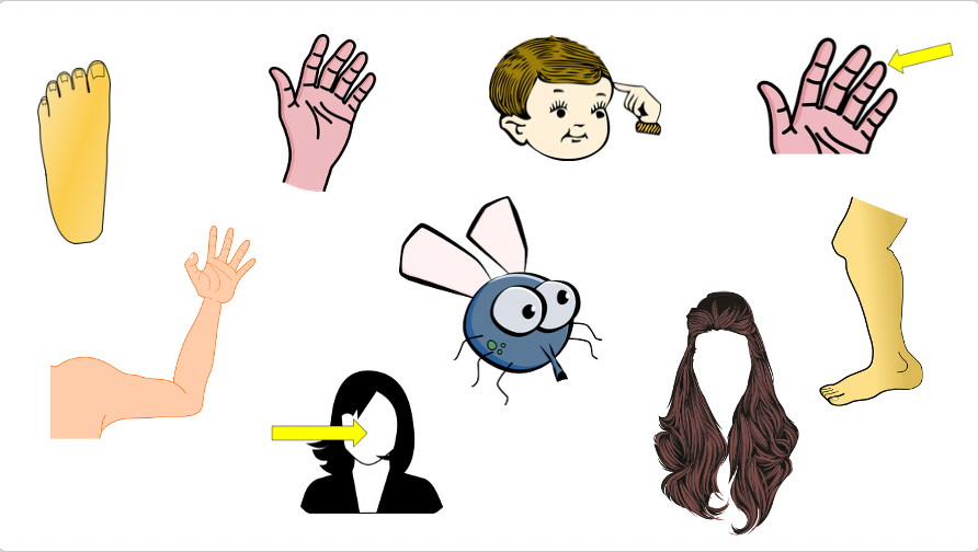 Grade 2-3 - ESL Lesson - Body Parts / Adjectives - PowerPoint Lesson