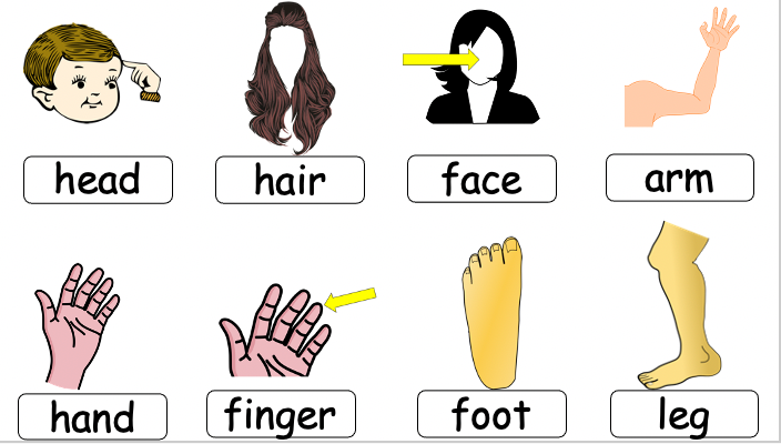 Grade 2-3 - ESL Lesson - Body Parts / Adjectives - PowerPoint Lesson