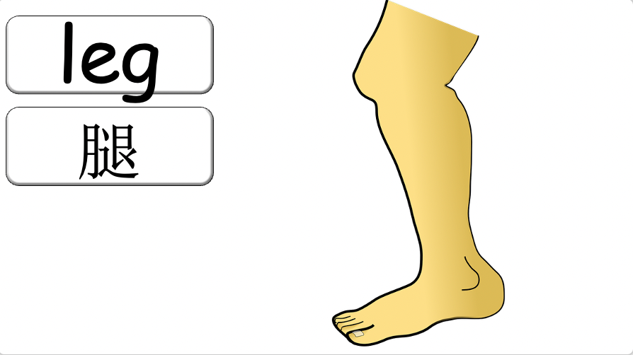 Grade 2-3 - ESL Lesson - Body Parts / Adjectives - PowerPoint Lesson