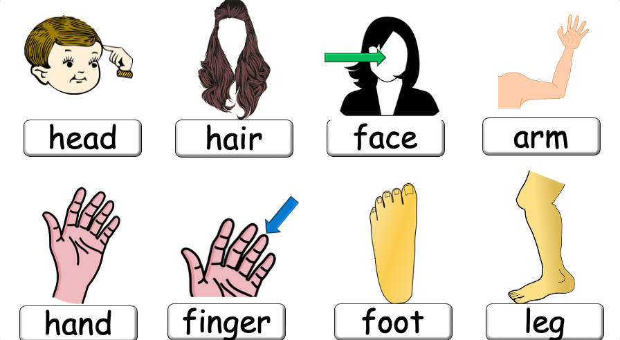 Grade 2-3 - ESL Lesson - Body Parts / Adjectives - PowerPoint Lesson